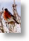 Bullfinch, Animal Blank Card