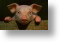 Piglet