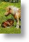 Shetland Pony and Foal