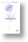 Purple-Poppy