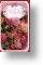 Medley of Roses - Wife