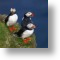 Puffins