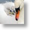 Mute Swan and Cygnets