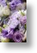 Purple Bouquet - 25th