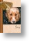 Cocker Spaniel, Sorry Card